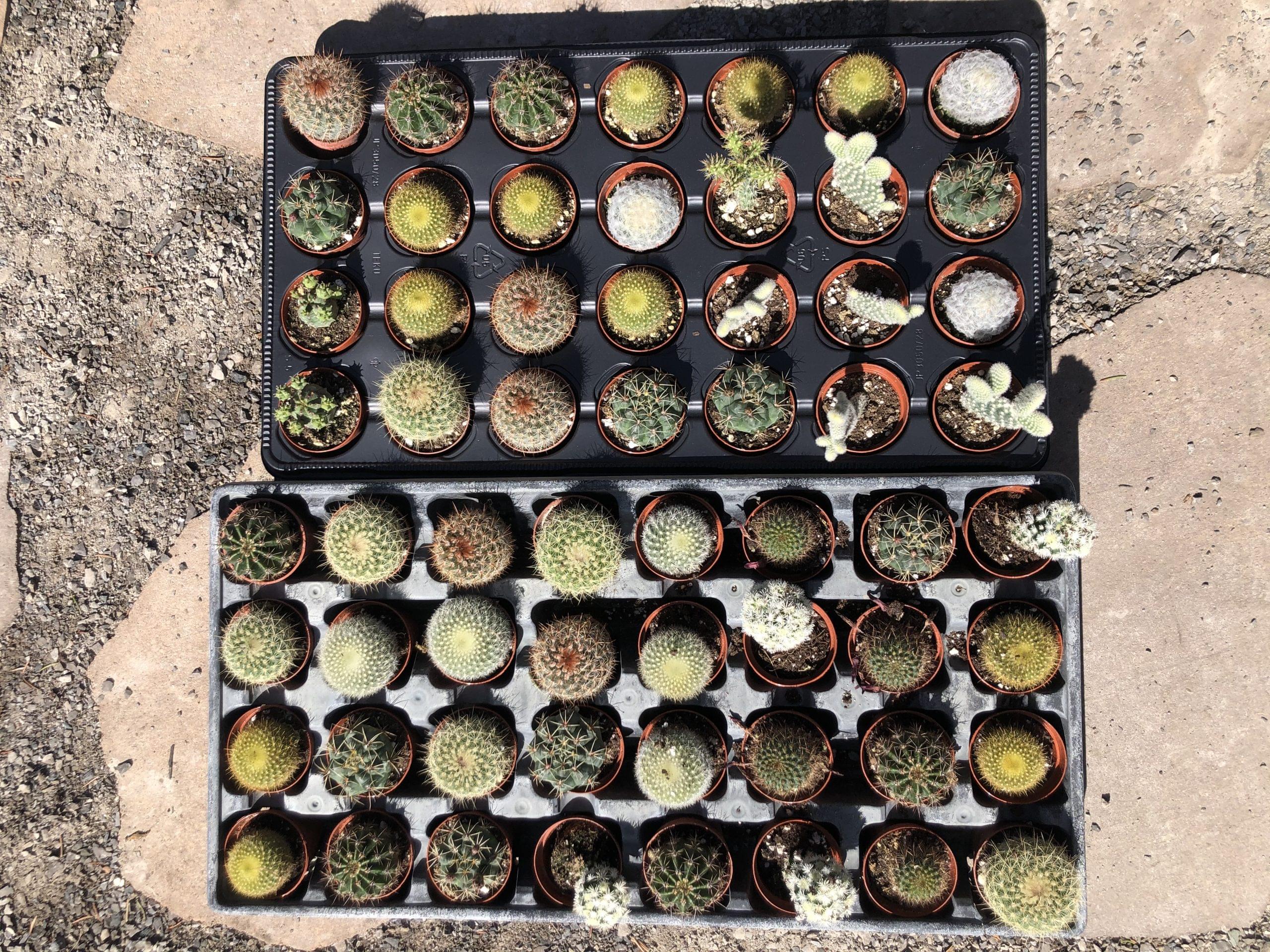cactuskingdom