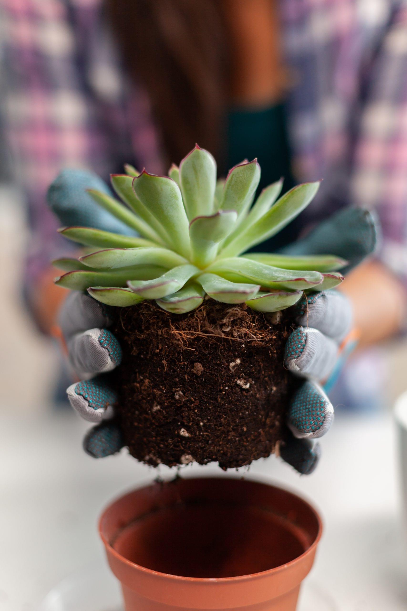 How To Transplant a Cactus or Succulent