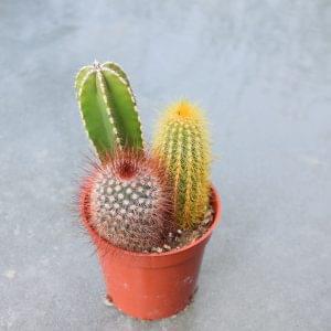 Cactus Trinity | Cactus For Sale