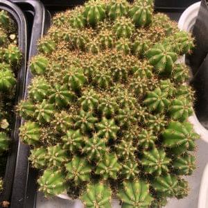 Trichocereus Scopulicola Cactus