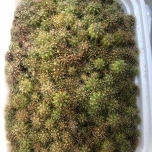 Trichocereus Boliviensis Cactus Seedling