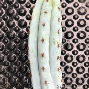 Trichocereus Pachanoi f. Cristata | Crested San Pedro Cactus