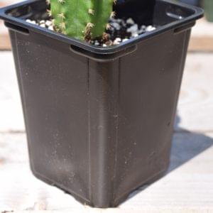 Square Plastic Pot for Cactus & Succulents | Nursery Planter | 3.25" 