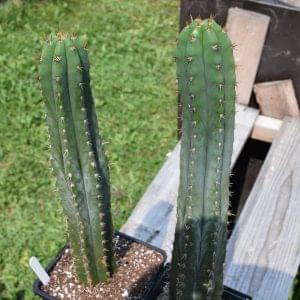 Trichocereus Pachanoi | Land Race San Pedro Cactus Cutting