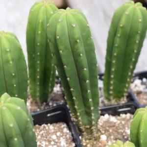 Trichocereus Scopulicola Cactus