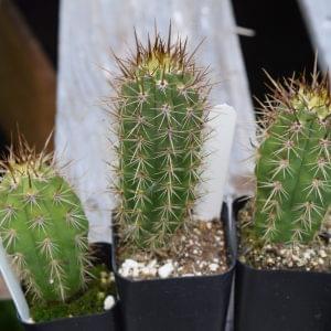 Trichocereus Species Mix Cactus