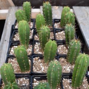 Trichocereus Pachanoi #5 x Pachanoi Gigantheus