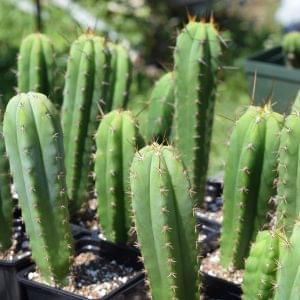 Trichocereus Bitter King x Trichocereus Pachanoi Griseus