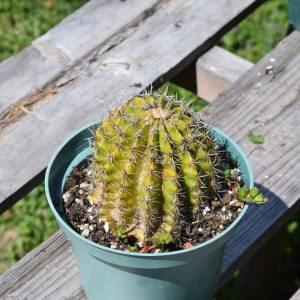 Gymnocalycium Cactus