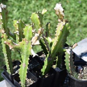 Euphorbia Lactea