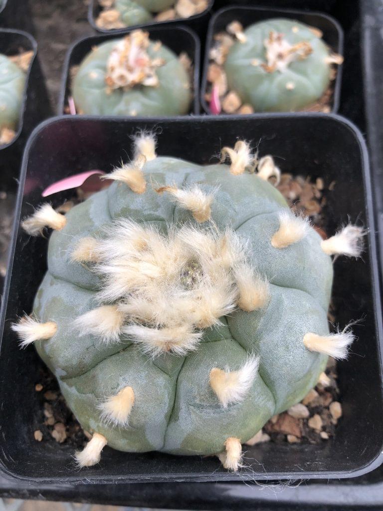 Grandfather Lophophora Williamsii Cactus