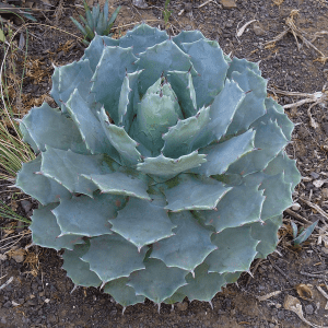 Agave Potatorum var. Verschaffeltii