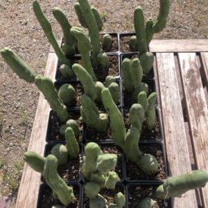 Trichocereus Bridgesii Monstrose | Penis Cactus