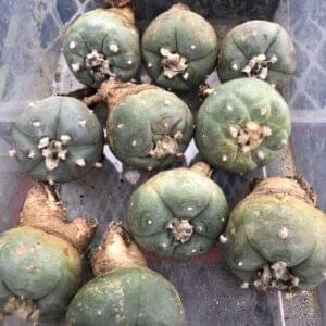 Lophophora Williamsii Cactus Plants for sale