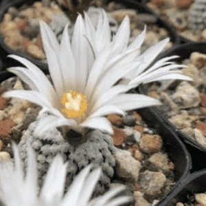 Pelecyphora Valdeziana v. Albiflora