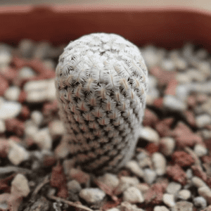 Solisia Pectinata Cactus 