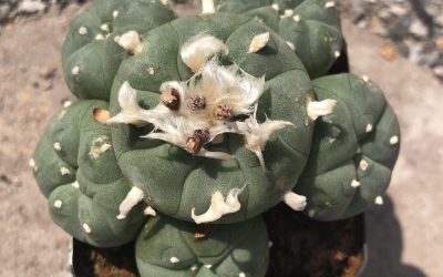 Lophophora Williamsii Var. Caespitosa Cactus